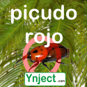 Picudo Rojo